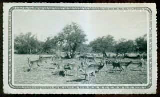 1956 Kimble County,  Tx - Deer Photo By Fox Full Focus