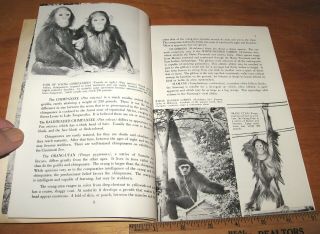 Vintage 1953 THE Cincinnati Zoo Guide Book 104 Pages 6 X 9 Inches 3