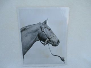 PRESS PHOTO The Great Race Horse MAN O ' WAR 1947 3