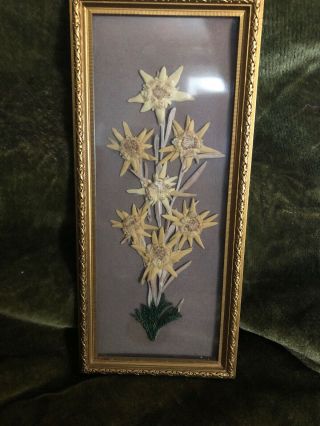Vintage Dried/pressed Flowers In Gold Trim Frames 11” Long X 5”wide