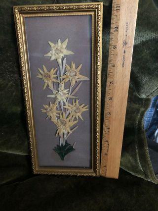 Vintage Dried/Pressed Flowers in gold trim frames 11” LONG X 5”Wide 2