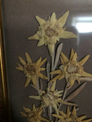 Vintage Dried/Pressed Flowers in gold trim frames 11” LONG X 5”Wide 3