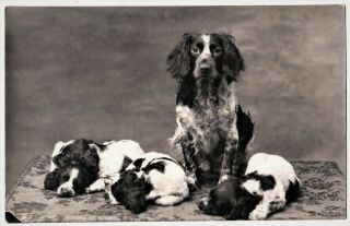Springer Spaniel Dog W Puppies Vintage C1910 Real Photo Pc