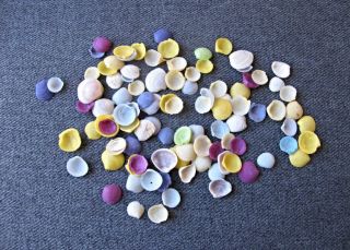 Vintage Colored Miniature Real Shells For Craft Jewelry Making