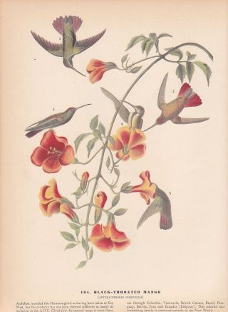 1942 Vintage Audubon Birds 184 " Black Throat Mango Hummingbird " Art Plate Litho