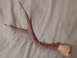 Vintage Whitetail Deer Shed Antler Taxidermy Horn Rack Buck,  3 Point One Side