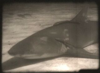 Orig b/w 16mm Film Demons Of The Deep Underwater Fish Sharks Eels Fishing 1940 ' s 3
