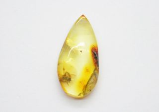Vintage Baltic Amber Stone With Insects Inside