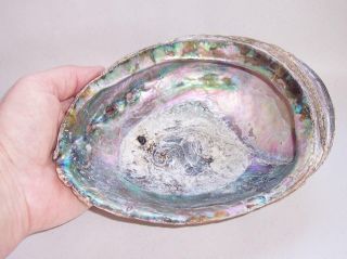 Vintage Large Natural Paua Abalone Seashell Soap Dish/display