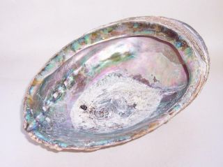 Vintage LARGE NATURAL PAUA Abalone SEASHELL Soap Dish/Display 2