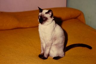 Siamese Cat Vintage 1960 