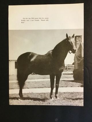 Man O’ War Photo Horse Racing Champion