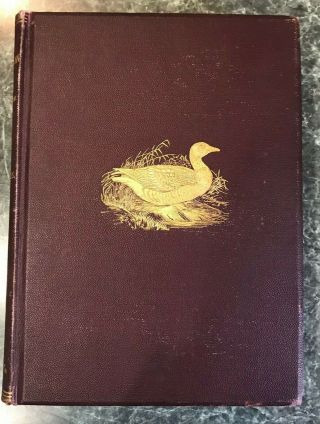 Water Birds of North America Vols.  1 & 2 Color plates Baird,  Brewer,  Ridgway1884 2
