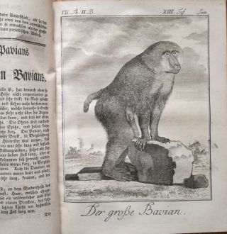 Buffon Natural History Large Edition Hamster Monkey Seal 100 Plates - 1770