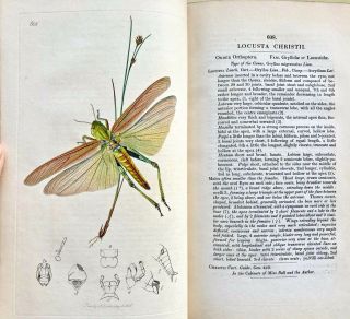 1823 - 1840 Curtis British Entomology Vol.  3 With 87 Copper - Engraved Hc Plates