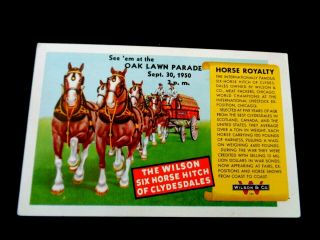 Vintage Advertising Postcard 1950 Clydesdale Horse Wilson & Co.  Oak Lawn Parade
