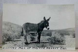California Ca Mojave Desert Donkey Mule Postcard Old Vintage Card View Standard