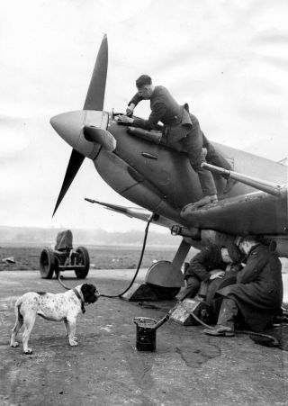 504 Sqn Spitfire With Mascot Susie Totally British Official Pic (193)