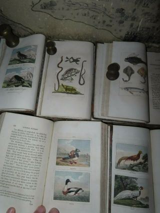 1808 Buffon Natural History Of Birds Fish Insects Reptiles 40 Col Plts 5 Vols