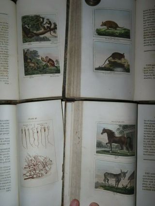 1807 Buffon Natural History Of Mammals 6 Vols Col Plates Rhino Tiger Dogs Horses