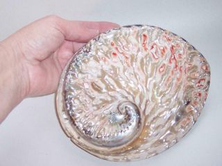 POLISHED Vintage NATURAL PAUA Abalone SEASHELL Soap Dish/Display 2