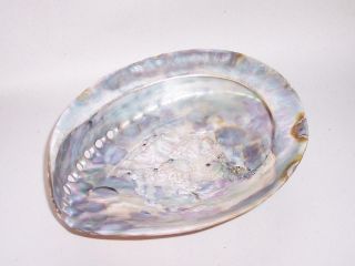 POLISHED Vintage NATURAL PAUA Abalone SEASHELL Soap Dish/Display 3
