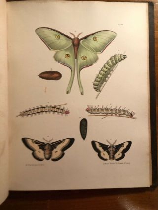 1854 Natural History Of York; Insects; Color Plates; Emmons