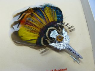 Vintage Scottish Real Grouse Feather Plume Brooch / Pin / Badge