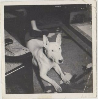 Vintage Old Photo Dog Pet Animal English Bull Terrier Named F7