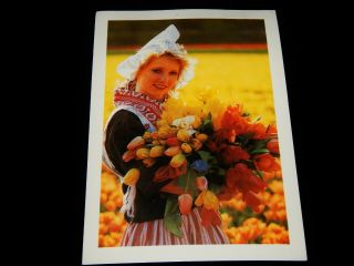 Vintage Postcard,  Hillegom,  Netherlands,  Dutch Girl W/ Tulips,  Breck Holland Bv