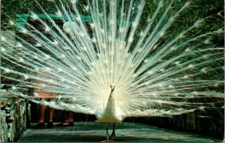 St Petersburg Florida Sunken Gardens White Peacock Vintage Postcard -