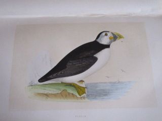 1866 A History Of British Birds Vol Vi Morris 60 Colour Plts Ornithology Oology