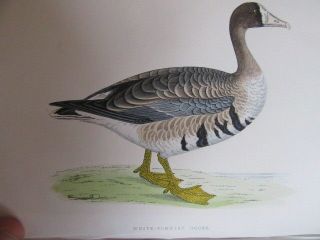1866 A History Of British Birds Vol V Morris 57 Colour Plts Ornithology Oology