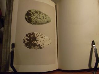 A Natural History Of The Nests And Eggs Of British Birds By Morris 1879 Vol.  Iii