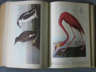 The Birds Of America By John James Audubon (1937) 1st Ed.
