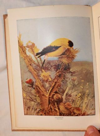 The Nature Library Birds By Neltje Blanchan Hc 1904 Illustrated Color Plates