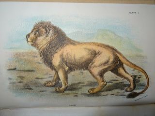 1896 A Handbook To The Carnivora Cats Civets Mungooses By Lydekker 32 Col Plts^
