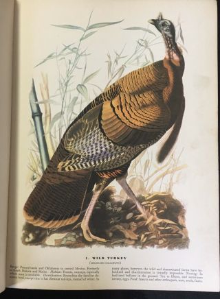 1942 THE BIRDS OF AMERICA JOHN JAMES AUDUBON COFFEE TABLE BOOK FOR BIRD LOVER 3