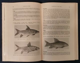 Guide Freshwater Fishes Of The Zambezi River by Rex A.  Jubb (1961,  Hardcover) 3