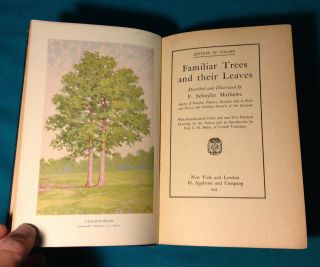 Familiar Trees & Their Leaves Identification Rare 1923 Color Illustrated Mathews