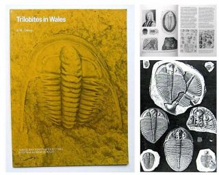 1984 History Of Trilobite Research In Wales Trilobites Fossils Palaeontology