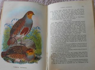 1897 Lloyds Birds Puffin Little Auk Col Plts Vol 4 Antiquarian Natural History