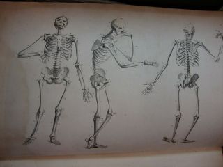 A rare book on anatomy for the use of artists 2