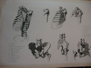A rare book on anatomy for the use of artists 3